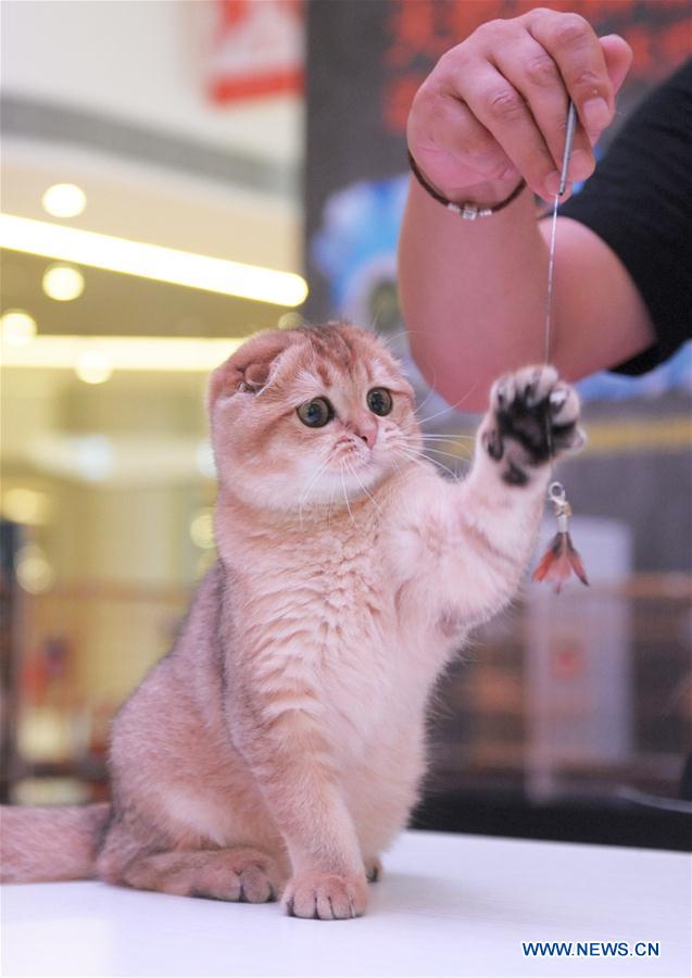 CHINA-CHENGDU-CAT SHOW (CN)