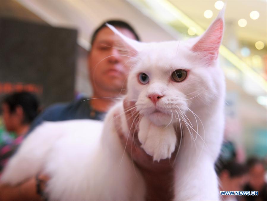 CHINA-CHENGDU-CAT SHOW (CN)