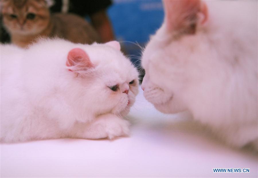 CHINA-CHENGDU-CAT SHOW (CN)