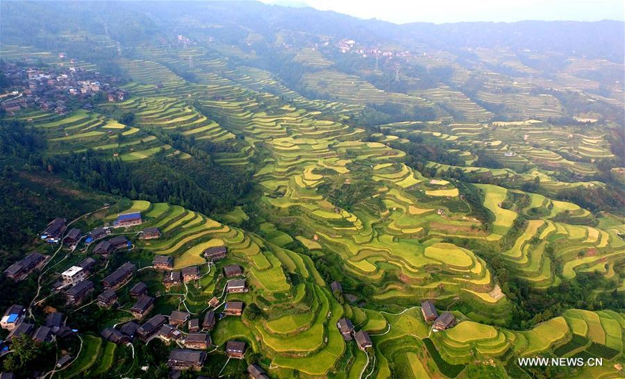 #CHINA-GUANGXI-TERRACED FIELDS-AUTUMN SCENERY (CN) 