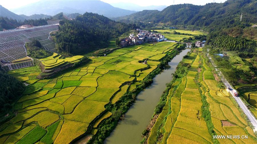 #CHINA-GUANGXI-TERRACED FIELDS-AUTUMN SCENERY (CN) 
