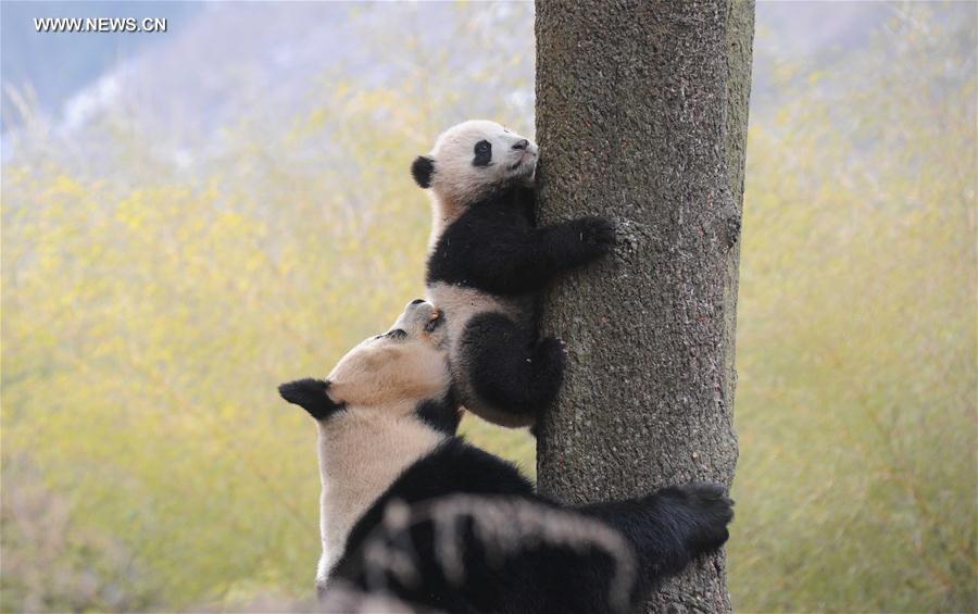 CHINA-CHENGDU-GIANT PANDA-RETURN TO WILD-TRAINING (CN)