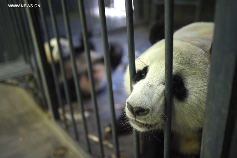 CHINA-CHENGDU-GIANT PANDA-RETURN TO WILD-TRAINING (CN)