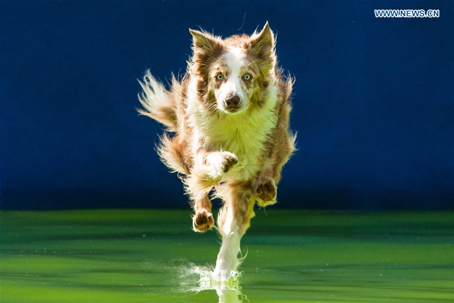 SLOVENNIA-KAMNIK-DOG JUMPING COMPETITION