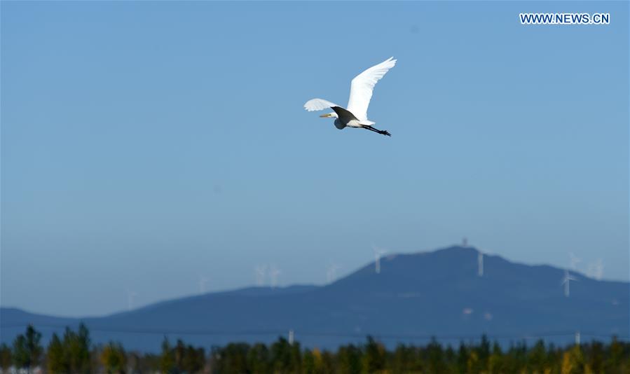 CHINA-HEILONGJIANG-XINGKAI LAKE-MIGRANT BIRDS (CN)