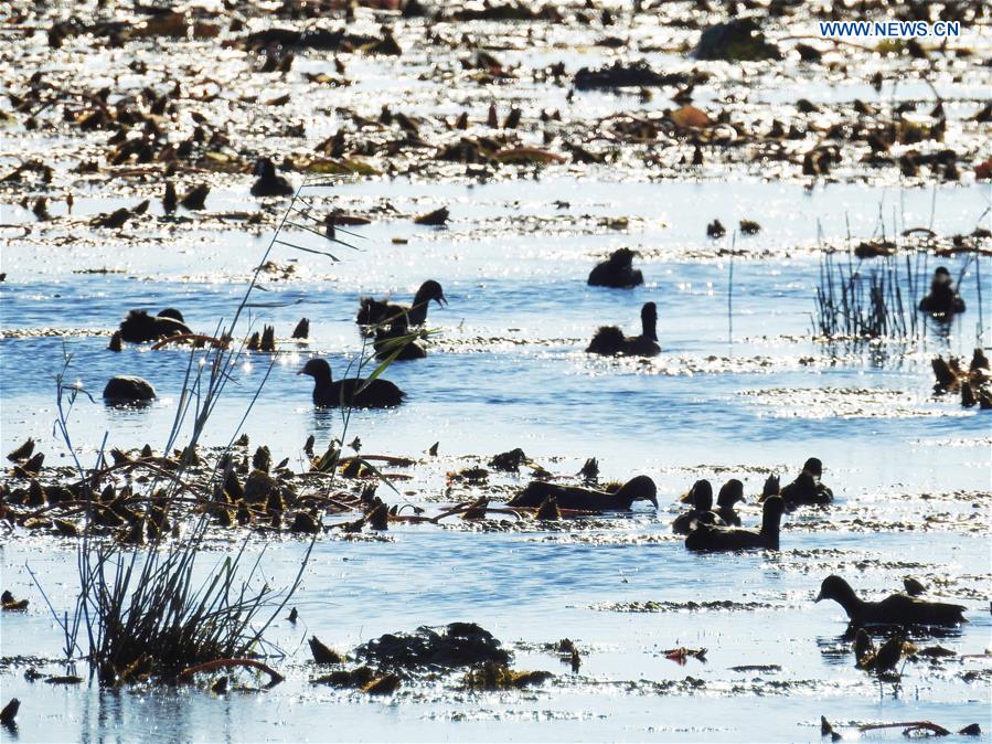 CHINA-HEILONGJIANG-XINGKAI LAKE-MIGRANT BIRDS (CN)