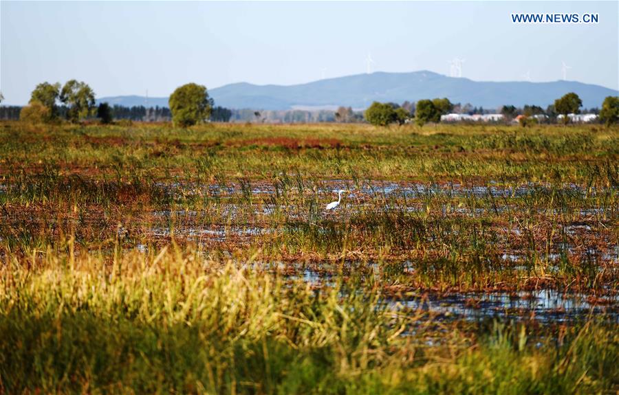 CHINA-HEILONGJIANG-XINGKAI LAKE-MIGRANT BIRDS (CN)