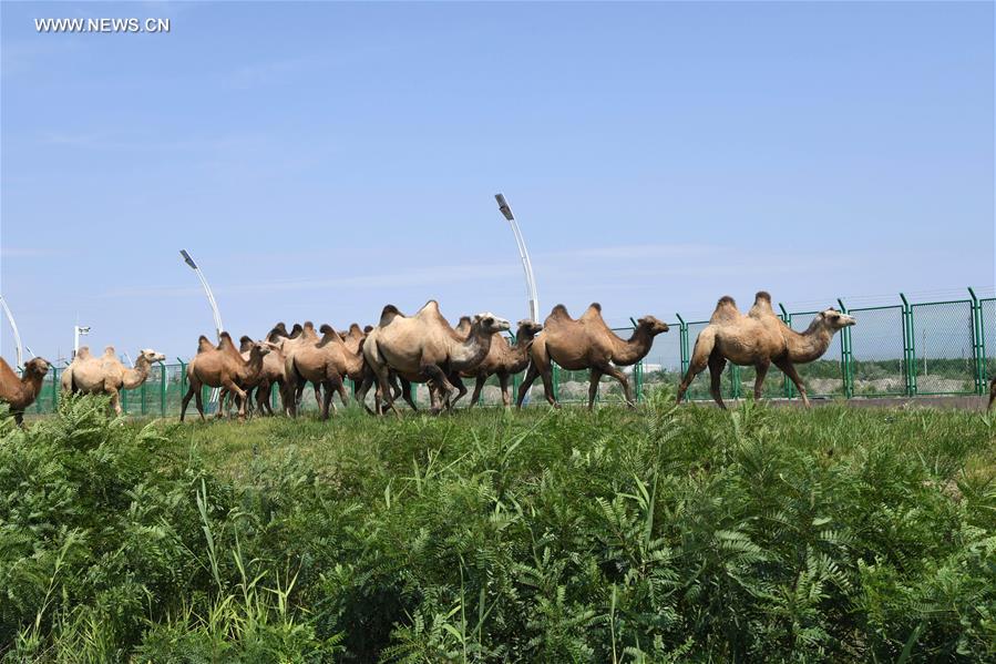 CHINA-XINJIANG-ALATAW PASS(CN)