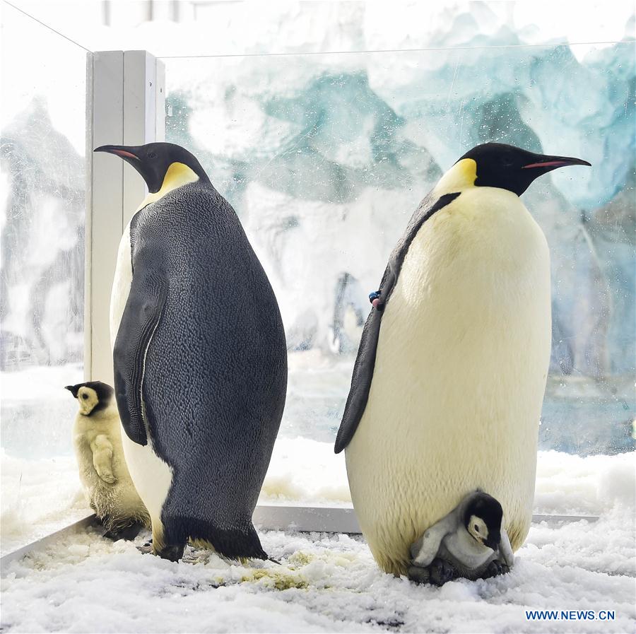CHINA-ZHUHAI-PENGUIN-BABY-DEBUT (CN)