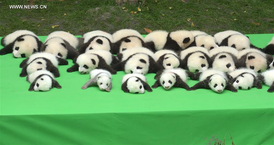 23 baby giant pandas