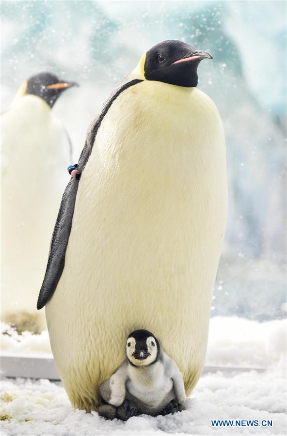 CHINA-ZHUHAI-PENGUIN-BABY-DEBUT (CN)