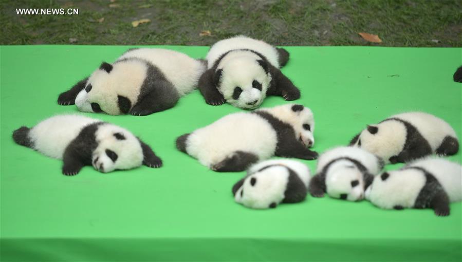 23 baby giant pandas