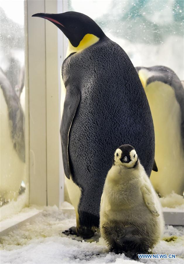 CHINA-ZHUHAI-PENGUIN-BABY-DEBUT (CN)