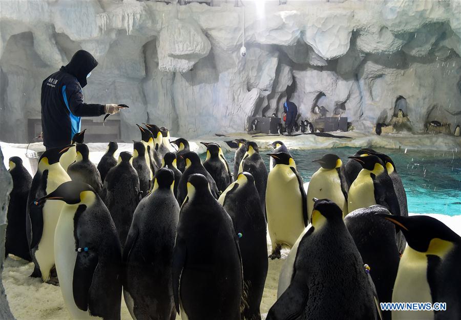 CHINA-ZHUHAI-PENGUIN-BABY-DEBUT (CN)