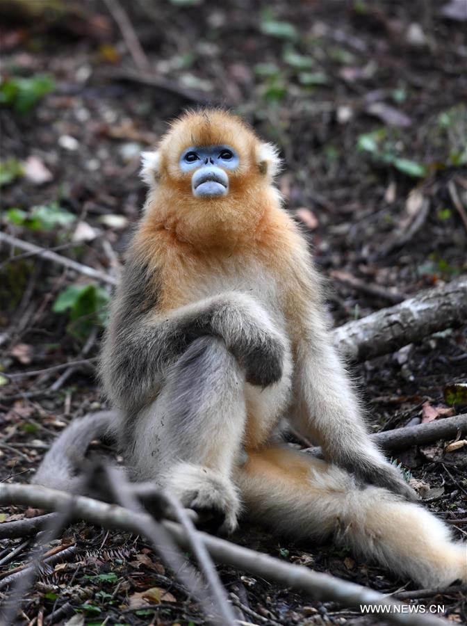 CHINA-HUBEI-SNUB-NOSED MONKEY (CN)