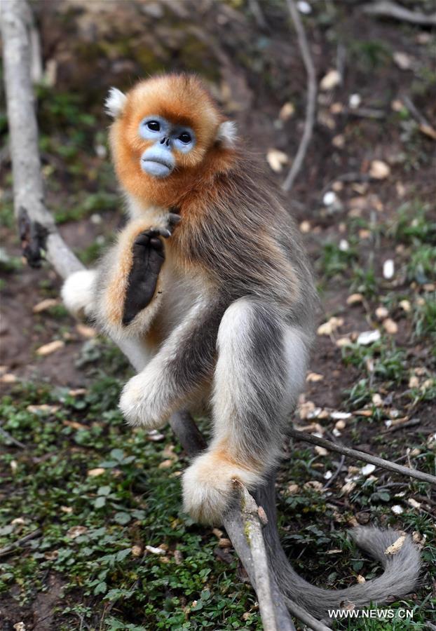 CHINA-HUBEI-SNUB-NOSED MONKEY (CN)