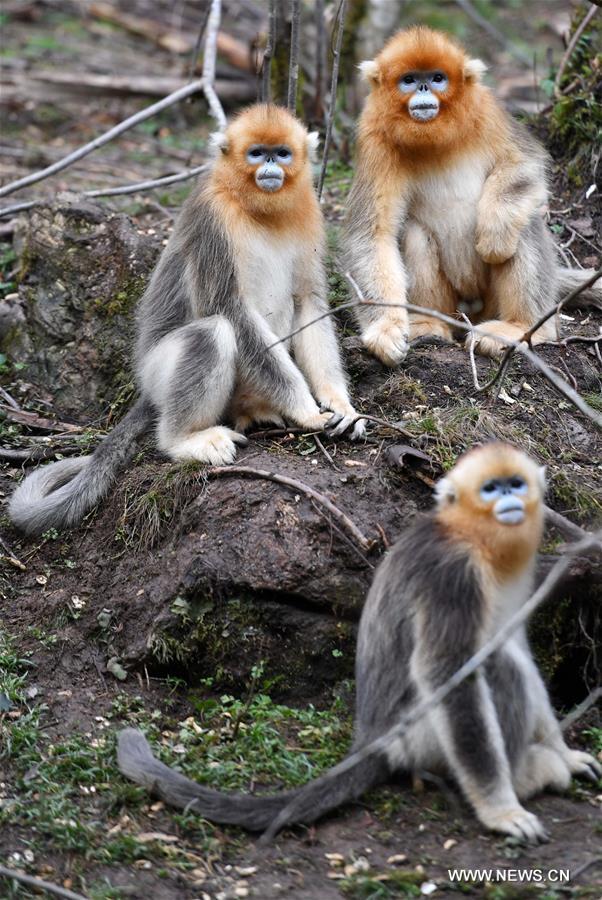 CHINA-HUBEI-SNUB-NOSED MONKEY (CN)