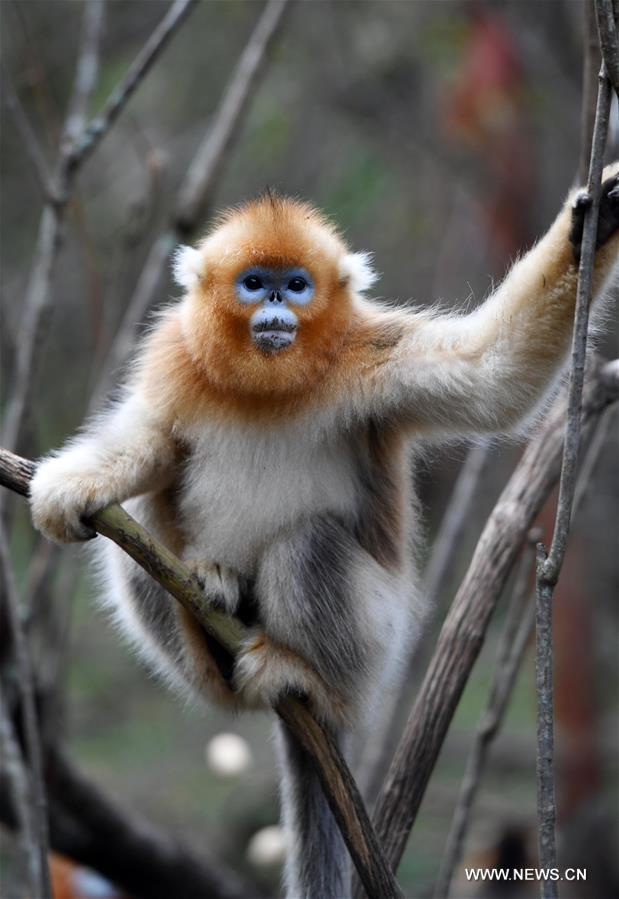 CHINA-HUBEI-SNUB-NOSED MONKEY (CN)