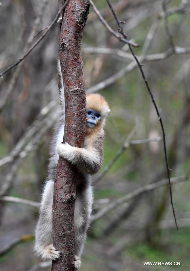 snub-nosed,oprah winfrey in pics: snub-nosed monkeys in c china (5)