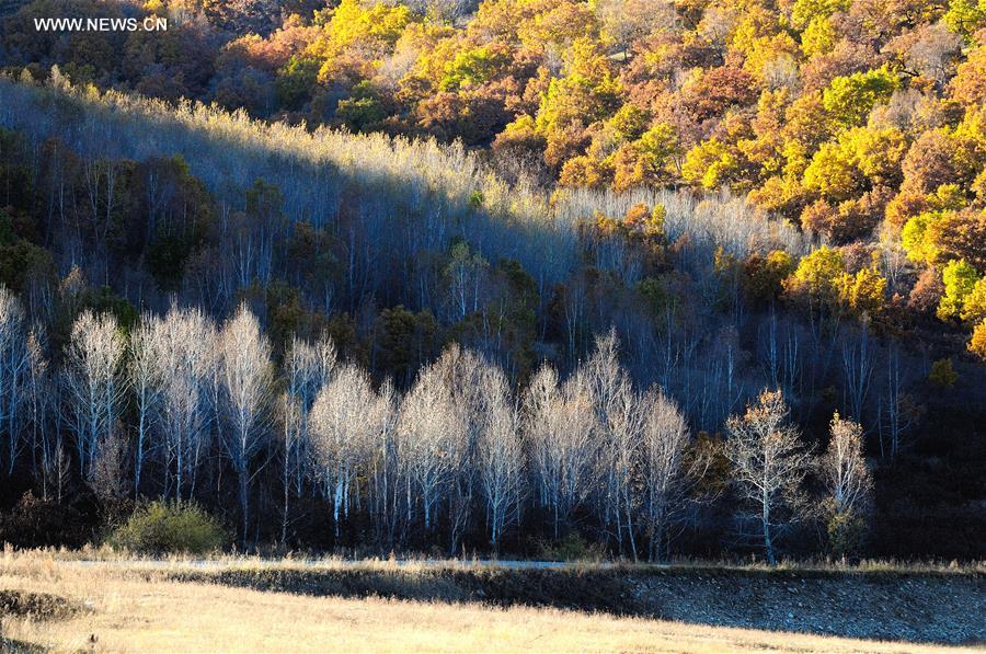 #CHINA-INNER MONGOLIA-ZALANTUN SCENIC SPOT(CN)