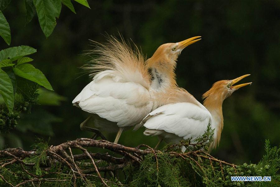 #CHINA-JIANGSU-HUAI'AN-EGRET (CN)