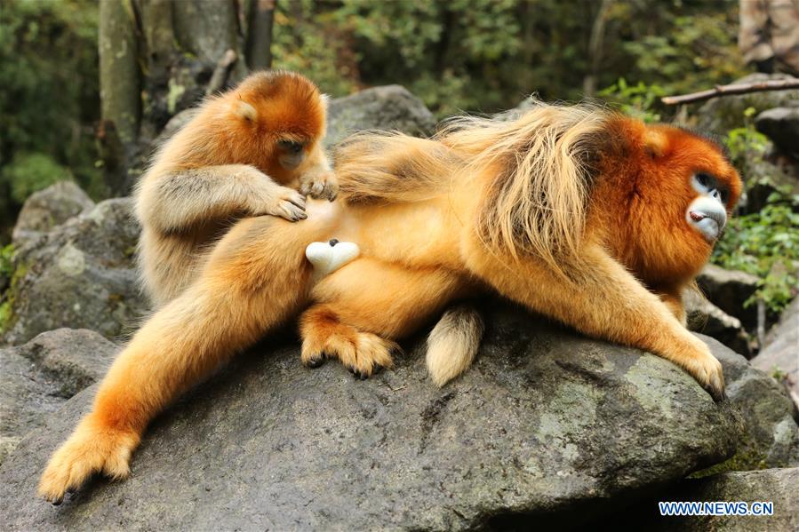 CHINA-SHAANXI-FOPING-GOLDEN MONKEY(CN)