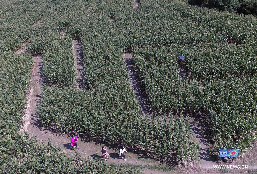 CHINA-HUNAN-LIUYANG-CORN MAZE (CN)