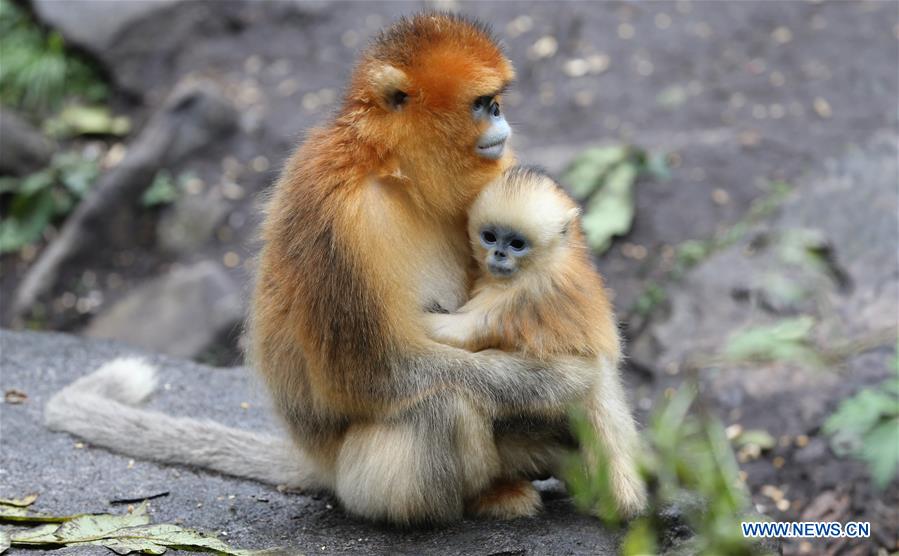 CHINA-SHAANXI-FOPING-GOLDEN MONKEY(CN)