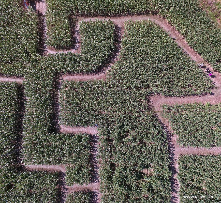 CHINA-HUNAN-LIUYANG-CORN MAZE (CN)