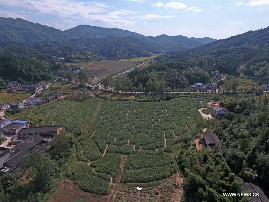 CHINA-HUNAN-LIUYANG-CORN MAZE (CN)