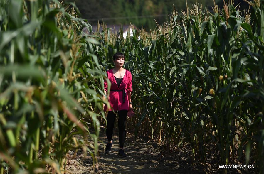 CHINA-HUNAN-LIUYANG-CORN MAZE (CN)