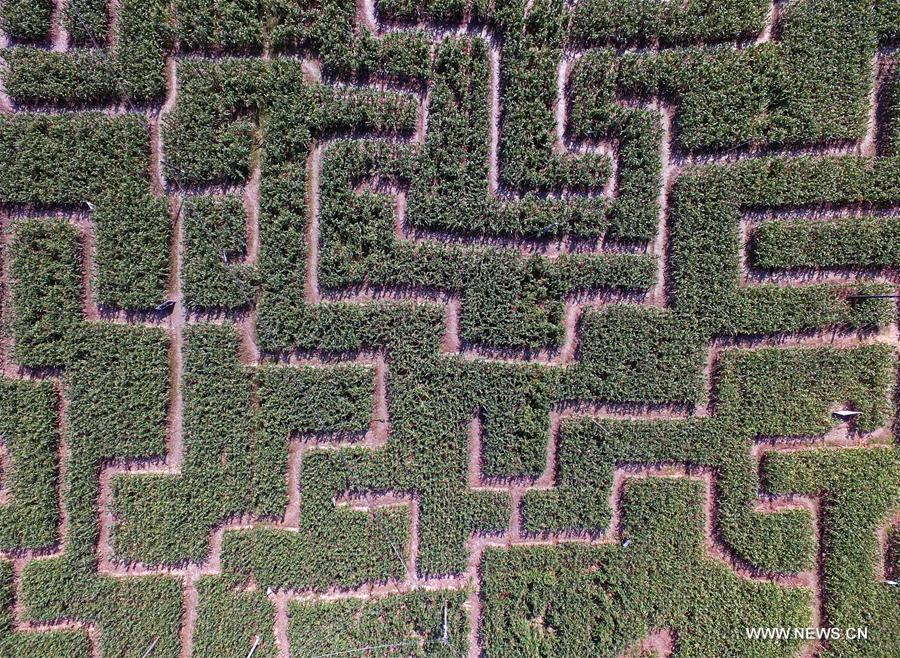 CHINA-HUNAN-LIUYANG-CORN MAZE (CN)