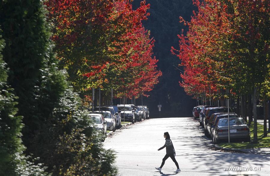 CANADA-VANCOUVER-AUTUMN LEAVES