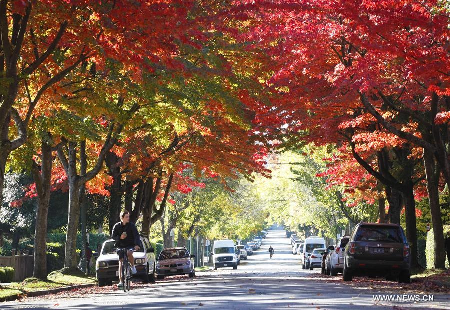 CANADA-VANCOUVER-AUTUMN LEAVES