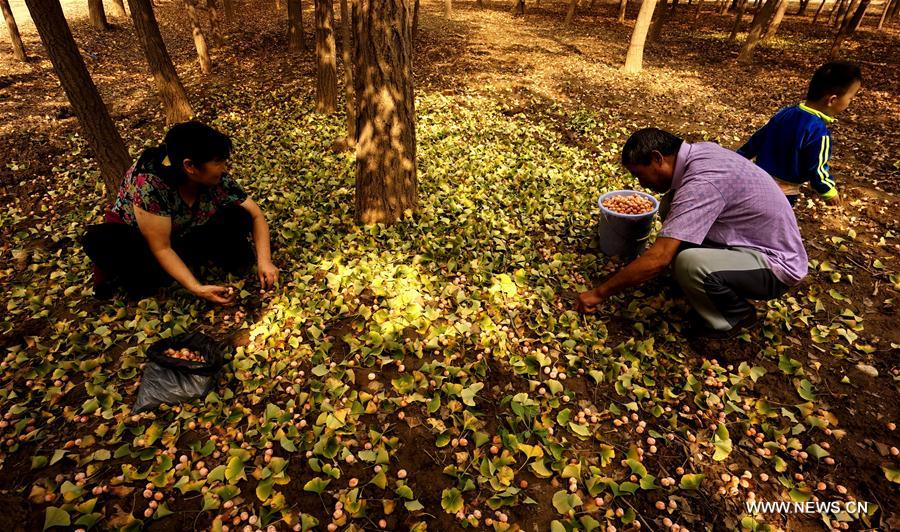 People pick up ginkgo nuts at a plantation in Zhanggezhuang Village of Changping District in Beijing, capital of China, Oct. 13, 2016.