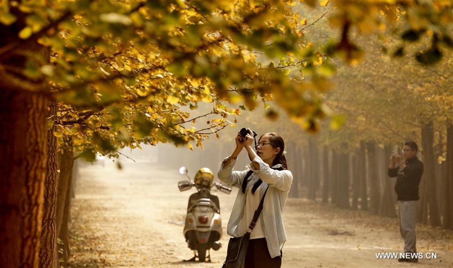 People pick up ginkgo nuts at a plantation in Zhanggezhuang Village of Changping District in Beijing, capital of China, Oct. 13, 2016.