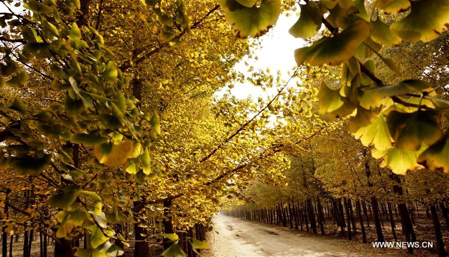 People pick up ginkgo nuts at a plantation in Zhanggezhuang Village of Changping District in Beijing, capital of China, Oct. 13, 2016.