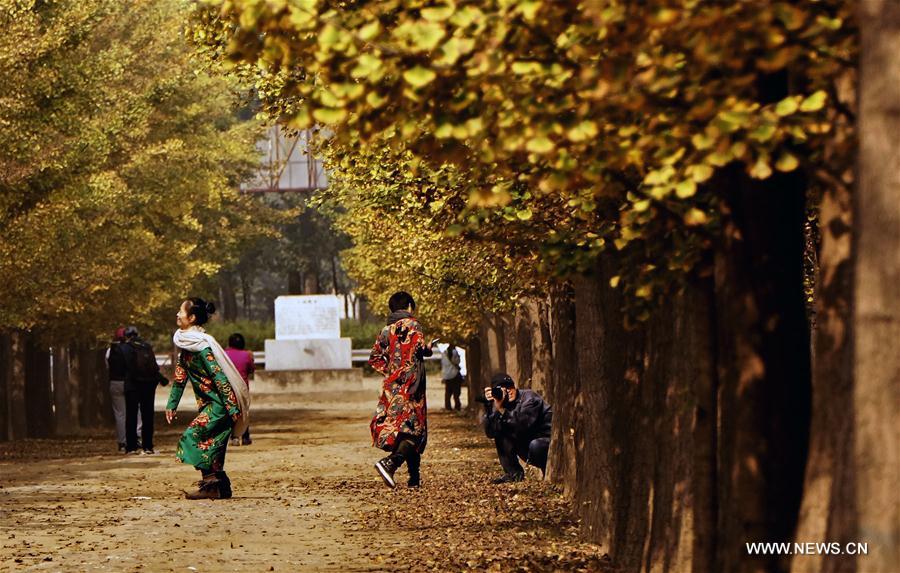 People pick up ginkgo nuts at a plantation in Zhanggezhuang Village of Changping District in Beijing, capital of China, Oct. 13, 2016.