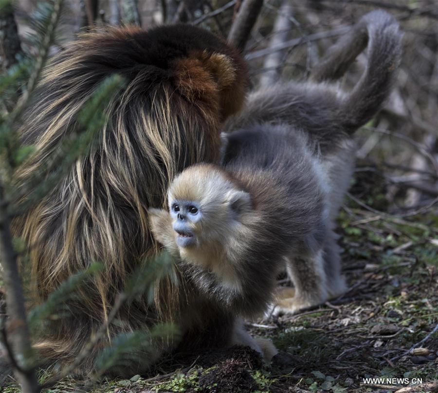 CHINA-HUBEI-SHENNONGJIA-GOLDEN MONKEY(CN)