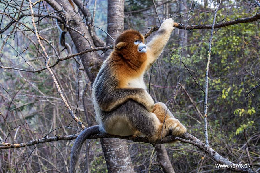 CHINA-HUBEI-SHENNONGJIA-GOLDEN MONKEY(CN)