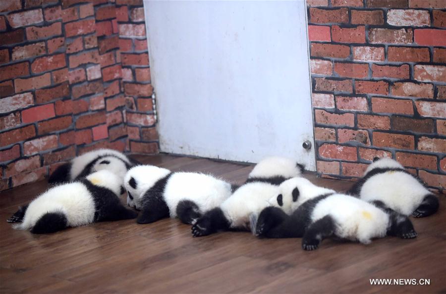 CHINA-CHENGDU-GIANT PANDA-