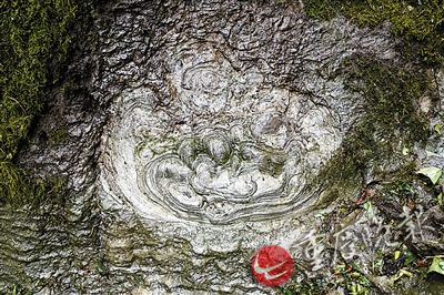 重庆石头开出比盘子大“花” 讲述5亿年前故事