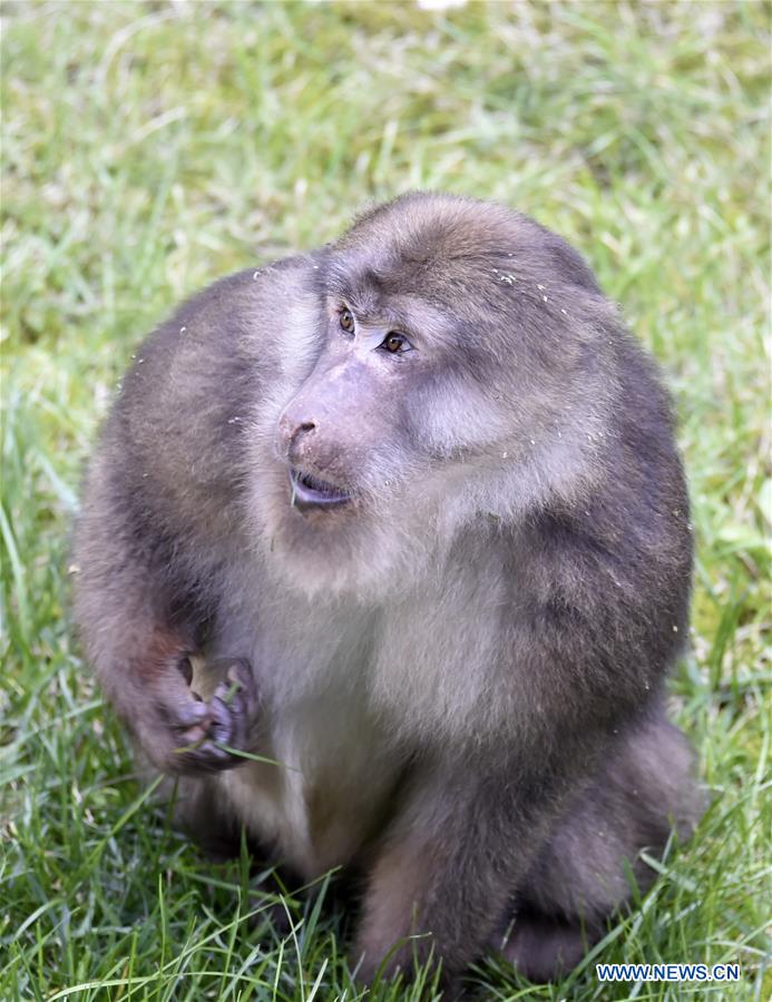 CHINA-SICHUAN-TIBETAN MACAQUE (CN)