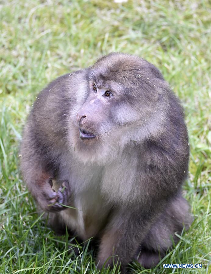 CHINA-SICHUAN-TIBETAN MACAQUE (CN)