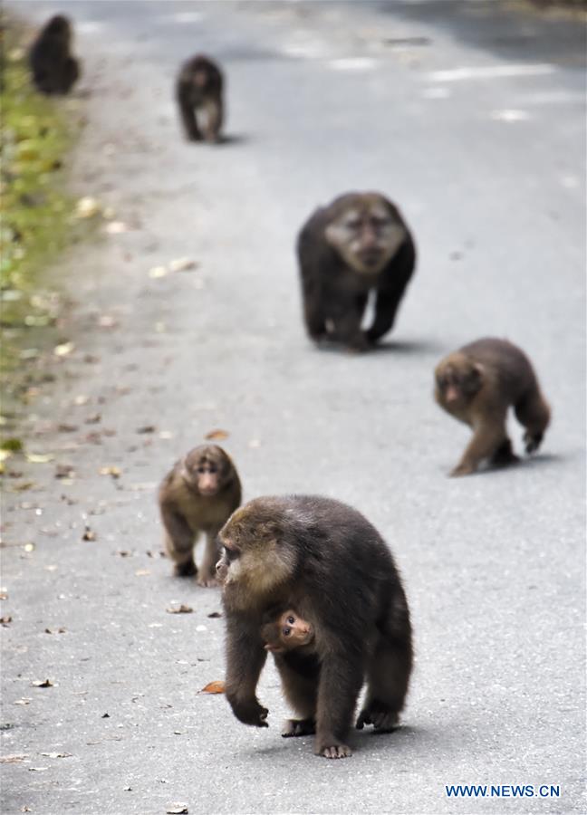 CHINA-SICHUAN-TIBETAN MACAQUE (CN)