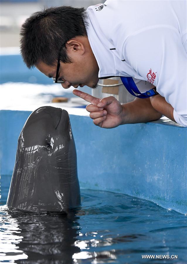 CHINA-HUBEI-FINLESS PORPOISE-PROTECTION (CN)