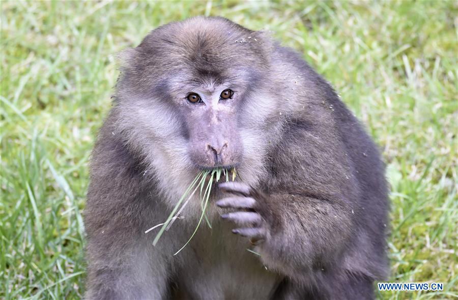 CHINA-SICHUAN-TIBETAN MACAQUE (CN)