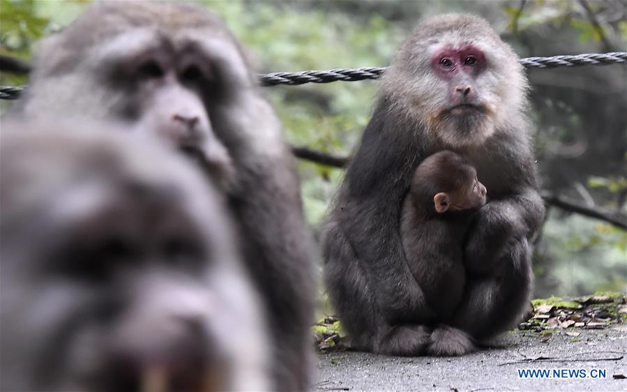 CHINA-SICHUAN-TIBETAN MACAQUE (CN)