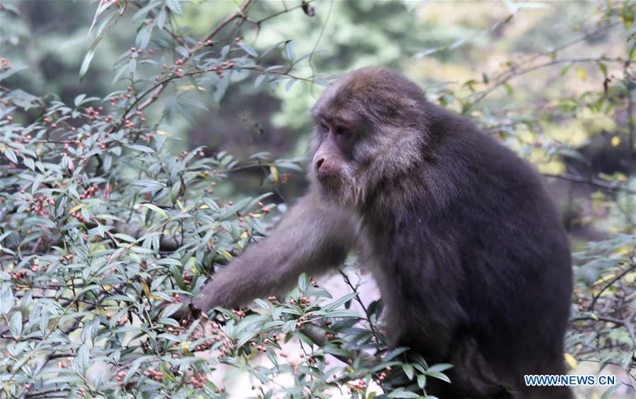 CHINA-SICHUAN-TIBETAN MACAQUE (CN)