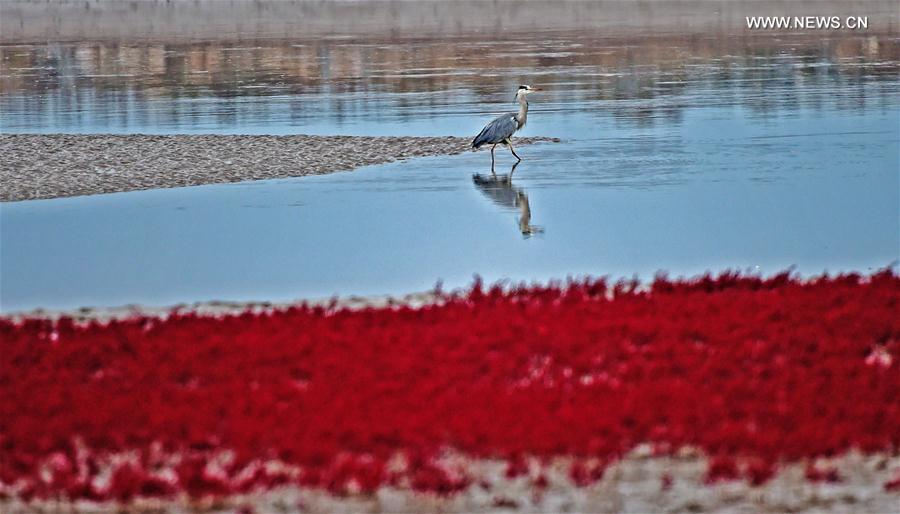 CHINA-LIAONING-RED BEACH (CN)